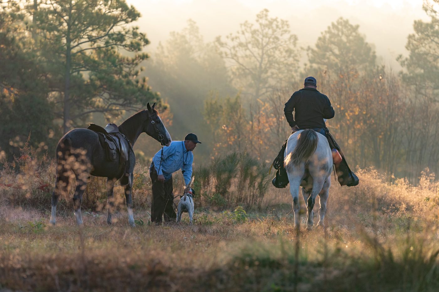Handler crouching to release pointer at misty sunrise breakaway, two field trial horses framing the scene