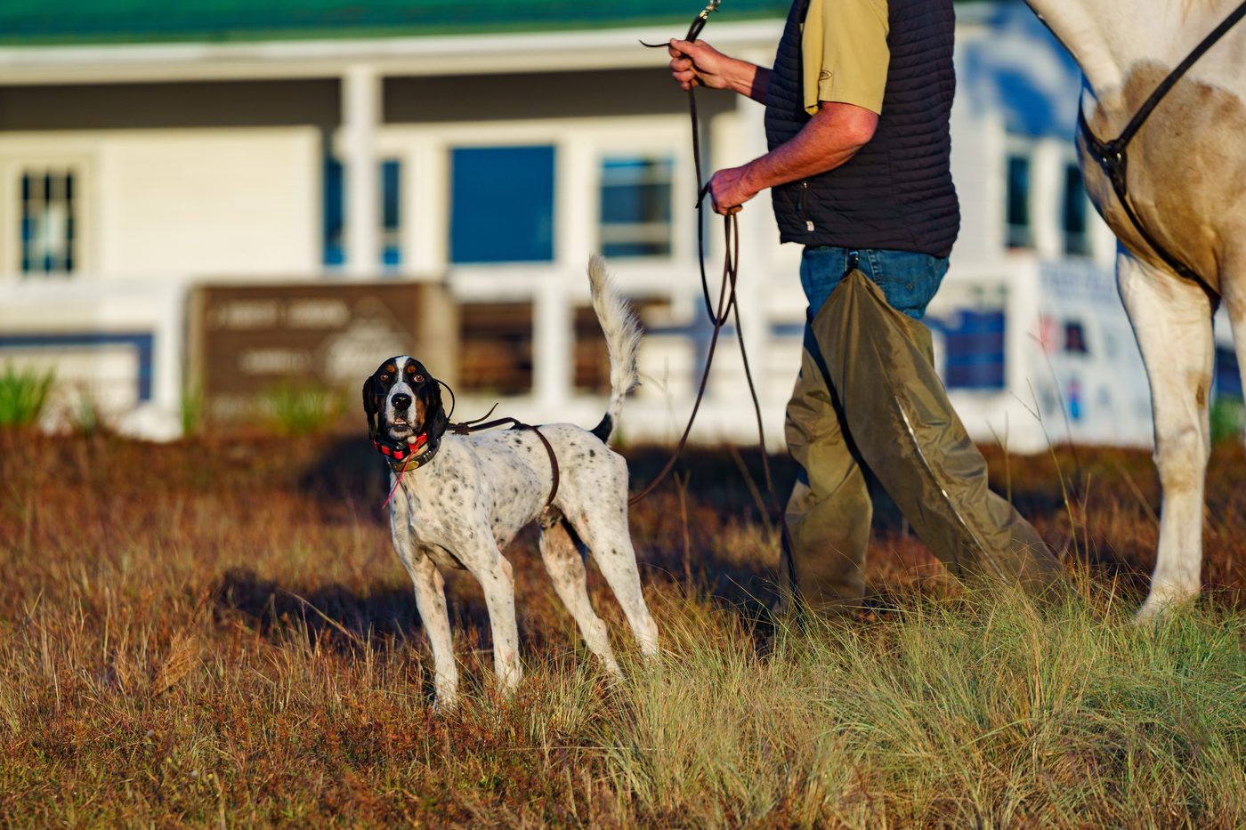 Tricolor English setter on lead beside handler at the field trial clubhouse