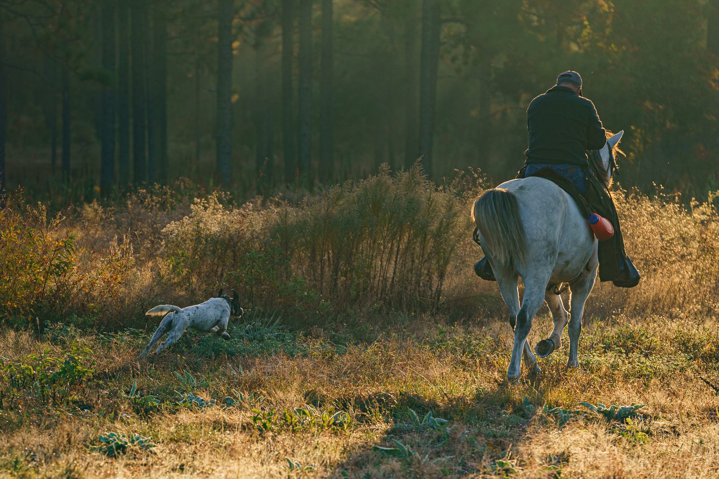 English setter running flat-out alongside mounted handler at golden hour