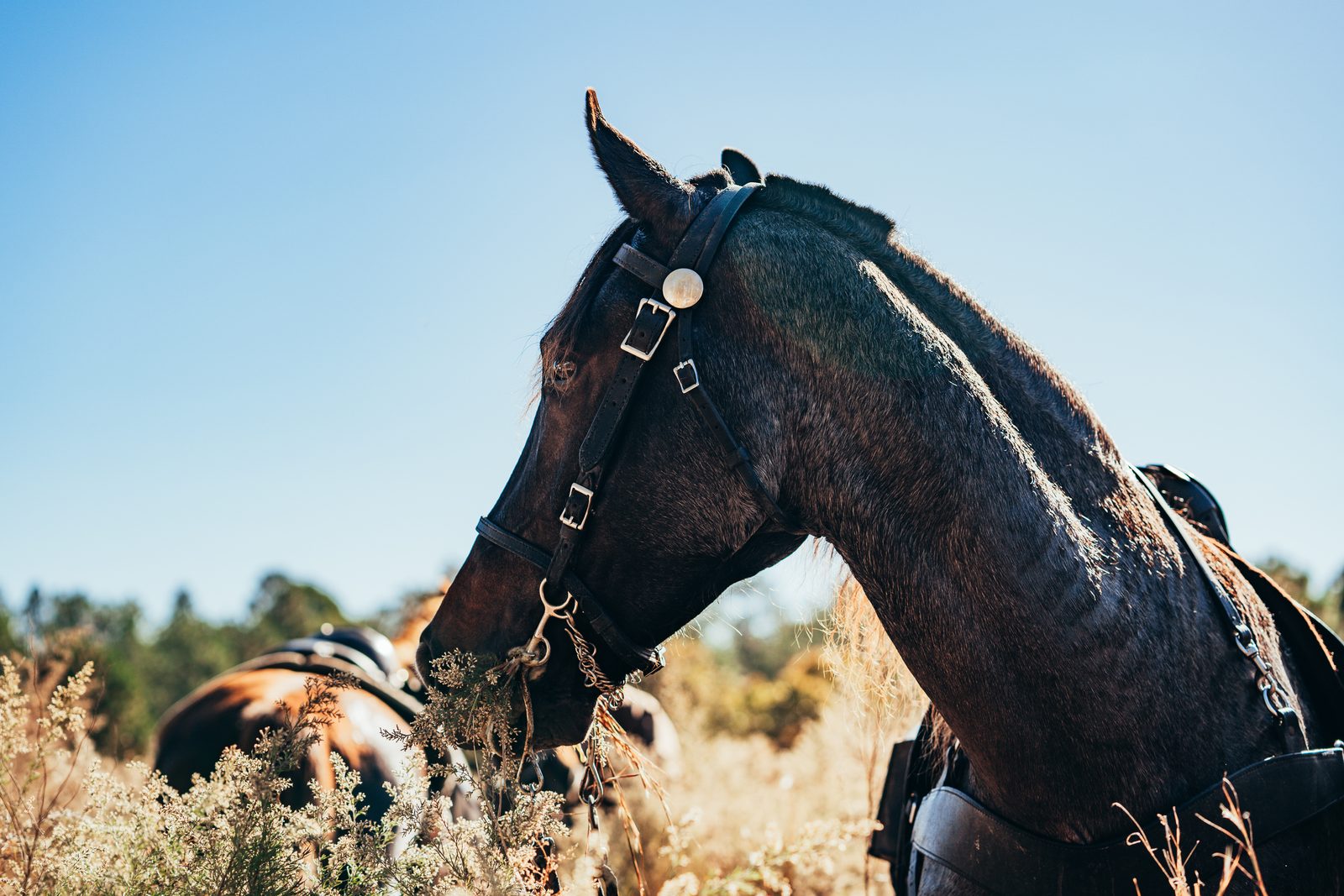 Close portrait of a dark bay field trial horse in working tack against a blue sky