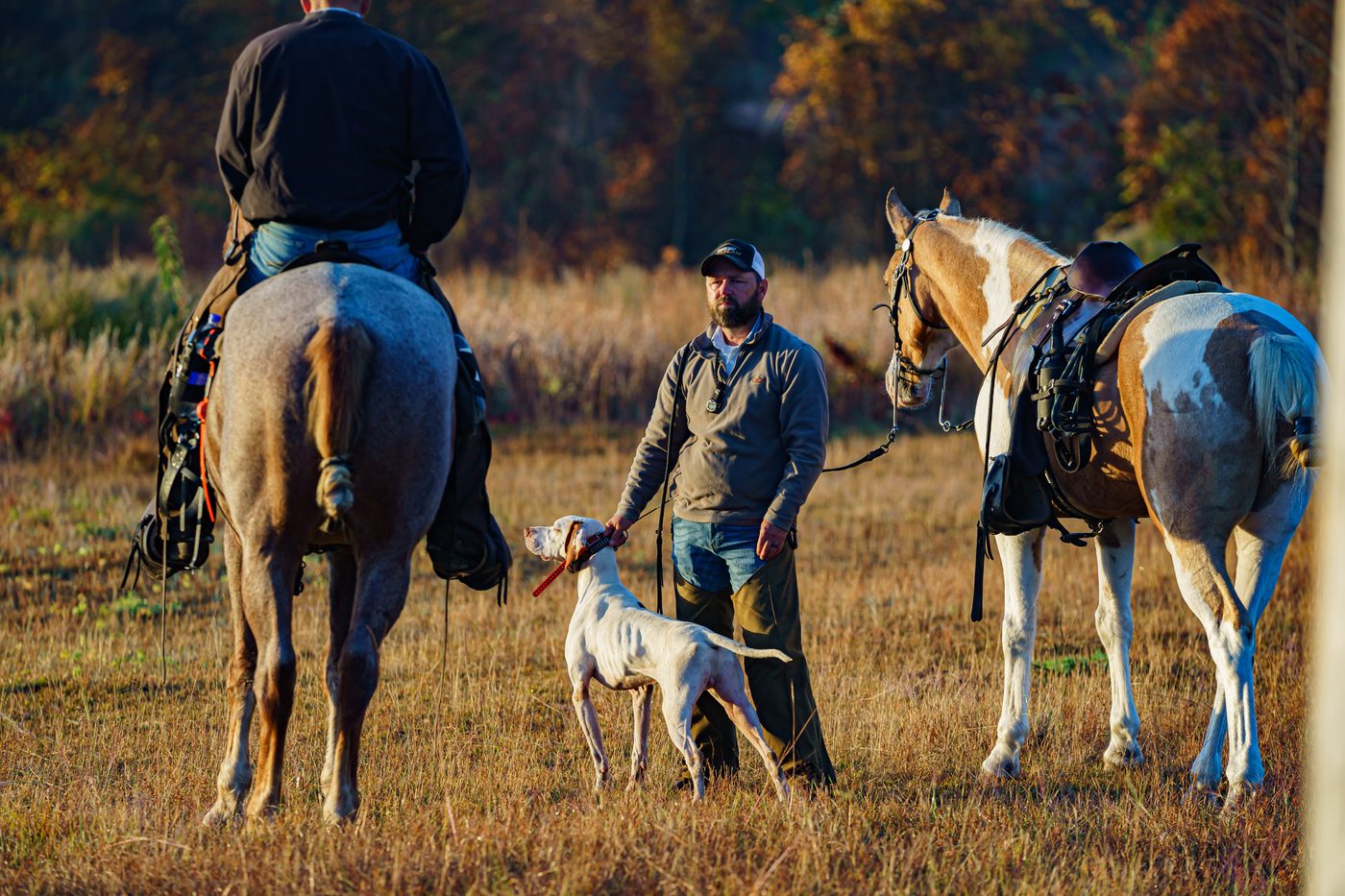 White pointer on point on a lead, flanked by mounted judges in autumn light