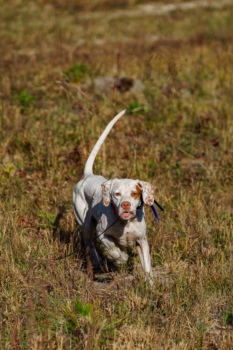 Young liver and white pointer running through native grass with collar and check cord