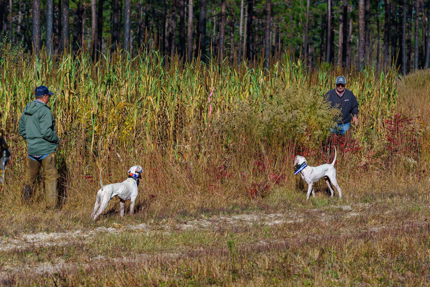 Two pointers in a backing scenario at a field trial, handlers approaching through tall cover